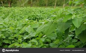 Attēlu rezultāti vaicājumam “Reynoutria sachalinensis fruit”