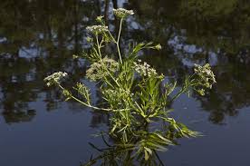 Attēlu rezultāti vaicājumam “Sium latifolium”