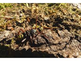 Attēlu rezultāti vaicājumam “Plagionotus detritus imago”