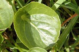 Attēlu rezultāti vaicājumam “Viola palustris leaf”