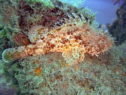 Image result for Scorpaena scrofa