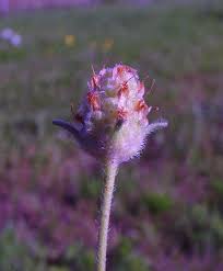 Attēlu rezultāti vaicājumam “Potentilla arenaria bud”