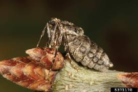 Attēlu rezultāti vaicājumam “Operophtera”