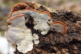 Attēlu rezultāti vaicājumam “Skeletocutis nivea”