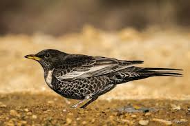 Image result for Turdus torquatus