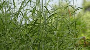 Attēlu rezultāti vaicājumam “Paraleucobryum longifolium”