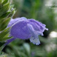 Attēlu rezultāti vaicājumam “Dracocephalum ruyschiana fruit”