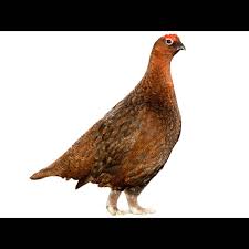 Attēlu rezultāti vaicājumam “Lagopus lagopus female”