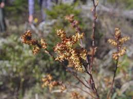 Attēlu rezultāti vaicājumam “Myrica gale fruit”