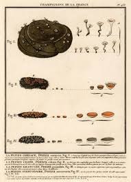 Attēlu rezultāti vaicājumam “Cheilymenia stercorea”