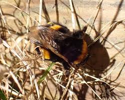 Attēlu rezultāti vaicājumam “Bombus terrestris”