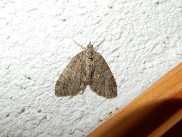 Attēlu rezultāti vaicājumam “Hydriomena impluviata”