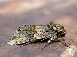 Attēlu rezultāti vaicājumam “Craniophora ligustri imago”