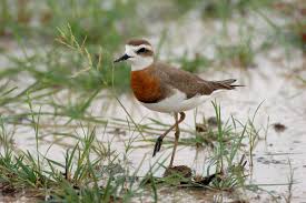 Image result for Charadrius asiaticus
