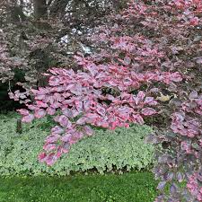 Attēlu rezultāti vaicājumam “Fagus sylvatica fo. purpurea fruit”