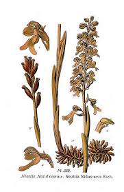 Attēlu rezultāti vaicājumam “Neottia nidus-avis flower”