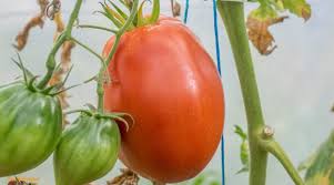 Afbeeldingsresultaat voor crnkovic yugoslavian tomato