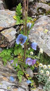 Image result for Meconopsis betonicifolia