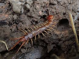 Attēlu rezultāti vaicājumam “Myriapoda”