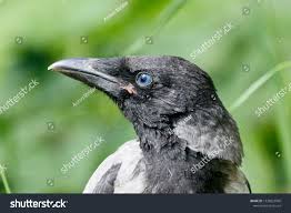 Attēlu rezultāti vaicājumam “Corvus cornix juvenile”