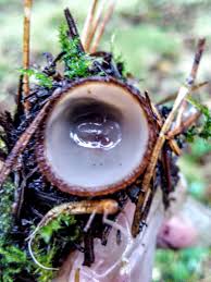 Attēlu rezultāti vaicājumam “Humaria hemisphaerica”