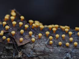 Attēlu rezultāti vaicājumam “Craterium aureonucleatum young”