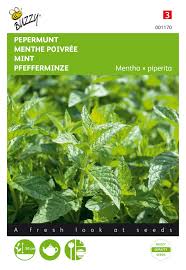 Attēlu rezultāti vaicājumam “Mentha x piperita”