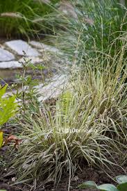 Attēlu rezultāti vaicājumam “Molinia caerulea flower”