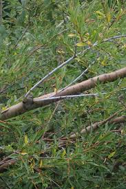 Attēlu rezultāti vaicājumam “Salix daphnoides subsp. acutifolia”