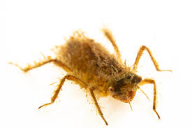 Attēlu rezultāti vaicājumam “Macrosteles sp. nymph”