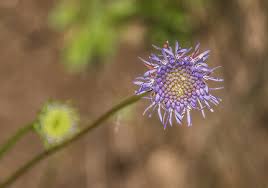Attēlu rezultāti vaicājumam “Jasione montana flower”