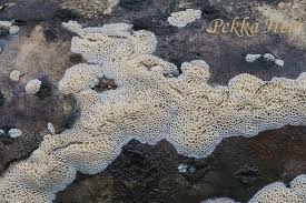 Attēlu rezultāti vaicājumam “Ceriporiopsis aneirina”