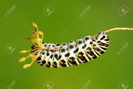 Attēlu rezultāti vaicājumam “Papilio machaon larva”