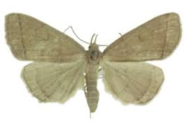 Attēlu rezultāti vaicājumam “Zanclognatha tarsipennalis”