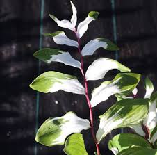Attēlu rezultāti vaicājumam “Polygonatum odoratum bud”