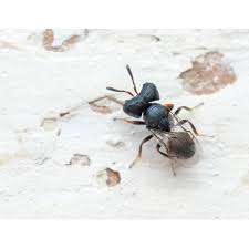 Attēlu rezultāti vaicājumam “Cylindromyia sp.”