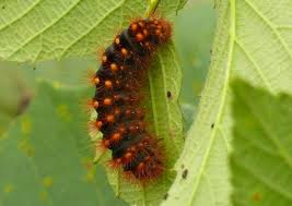 Attēlu rezultāti vaicājumam “Acronicta auricoma larva”