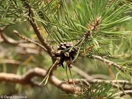 Attēlu rezultāti vaicājumam “Pinus sylvestris var. borussica”