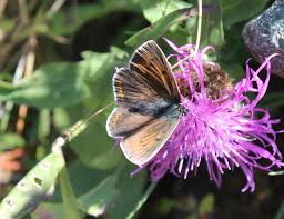 Attēlu rezultāti vaicājumam “Lycaena hippothoe underside”