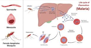 Attēlu rezultāti vaicājumam “Diachea muscorum plasmodium”