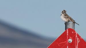 Image result for Chondestes grammacus