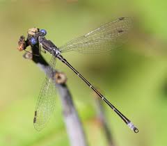 Attēlu rezultāti vaicājumam “Lestes virens female”