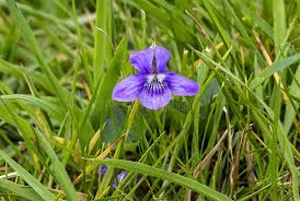 Attēlu rezultāti vaicājumam “Viola canina flower”
