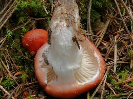 Attēlu rezultāti vaicājumam “Gomphidius roseus”