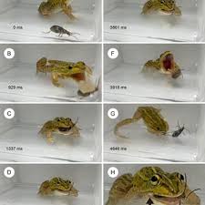 Attēlu rezultāti vaicājumam “Pelophylax adult”