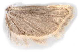 Attēlu rezultāti vaicājumam “Ancylis myrtillana”