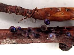 Attēlu rezultāti vaicājumam “Lamproderma arcyrioides macro”