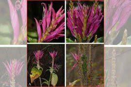 Attēlu rezultāti vaicājumam “Gaultheria cuneata”