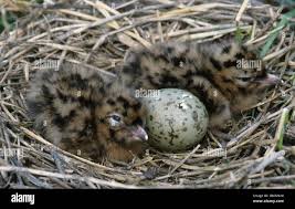 Attēlu rezultāti vaicājumam “Larus ridibundus eggs”