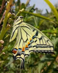 Attēlu rezultāti vaicājumam “Papilio machaon underside”